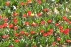 tulipany