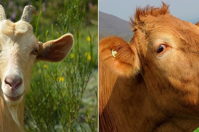 Jakie mleko modyfikowane wybrać - kozie czy krowie?