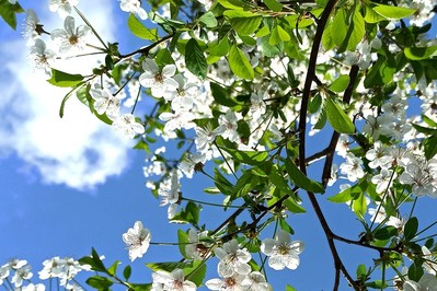 Co pyli w kwietniu 2022? Kalendarz pylenia wskazuje na pyłki drzew – olsza, jesion i brzoza