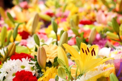 Język kwiatów - sprawdź zanim wręczysz! 