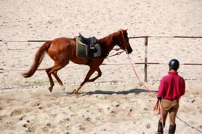Lonżowanie - nieodłączny element treningu konia