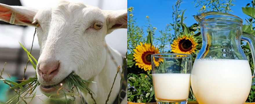 Kozie mleko - bogactwo składników odżywczych