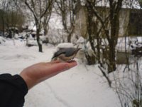 ptaki zimą - kowalik